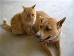 Dog and cat together